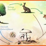 Ãkosystem Wald - Biofilia Fuer Stoffkreislauf Im Wald Arbeitsblatt