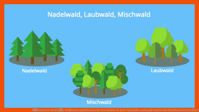 Ãkosystem Wald â¢ Waldarten und Stockwerke des Waldes Â· [mit Video] für laubwald nadelwald mischwald arbeitsblatt