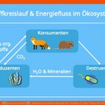 Ãkosystem Wald â¢ Waldarten Und Stockwerke Des Waldes Â· [mit Video] Fuer Stoffkreislauf Im Wald Arbeitsblatt