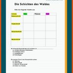 Ãkosystem Wald Fuer Funktionen Des Waldes Arbeitsblatt