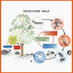 Ãkosystem Wald-st 3011 Fuer Stoffkreislauf Im Wald Arbeitsblatt