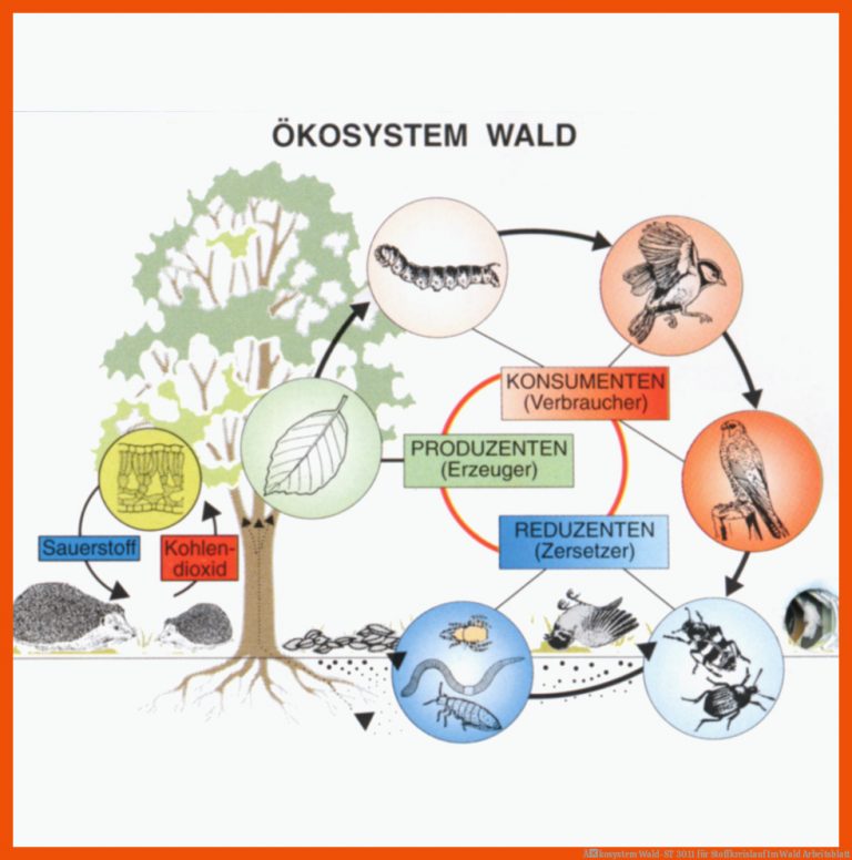 Ãkosystem Wald-ST 3011 für stoffkreislauf im wald arbeitsblatt
