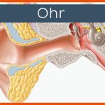 Ohr Fuer Aufbau Des Ohres Arbeitsblatt