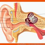Ohr Und HÃ¶ren - Lehre Vom Schall (akustik) Einfach ErklÃ¤rt! Fuer Das Ohr Arbeitsblatt Mit Lösungen