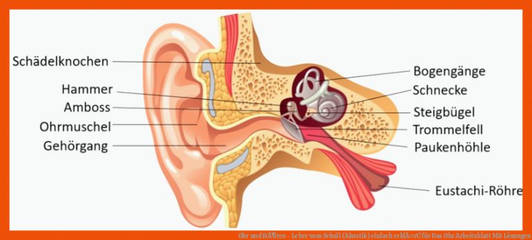 Ohr und HÃ¶ren - Lehre vom Schall (Akustik) einfach erklÃ¤rt! für das ohr arbeitsblatt mit lösungen