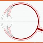 Optische GerÃ¤te â Grundwissen Physik Fuer Aufbau Auge Arbeitsblatt
