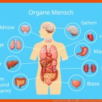 Organe (mensch) â¢ Ã¤uÃere Und Innere organe Â· [mit Video] Fuer organe Des Menschen Arbeitsblatt