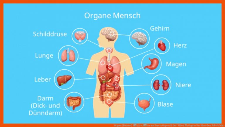 Organe (Mensch) â¢ Ã¤uÃere und innere Organe Â· [mit Video] für organe des menschen arbeitsblatt