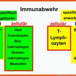 Organisation Im Immunsystem - Immunologie Fuer Zelluläre Und Humorale Immunantwort Arbeitsblatt
