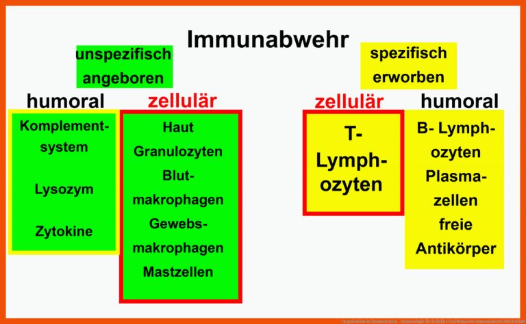 Organisation im Immunsystem - Immunologie für zelluläre und humorale immunantwort arbeitsblatt