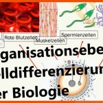 Organisationsebenen In Der Biologie (lancarrezekiqzelldifferenzierung) Fuer Systemebenen Biologie Arbeitsblatt