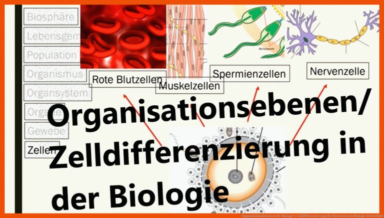 Organisationsebenen in der Biologie (+Zelldifferenzierung) für systemebenen biologie arbeitsblatt