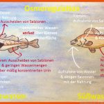 Osmoregulation: Meerestiere-sÃ¼Ãwassertiere-landtiere Fuer Arbeitsblatt Aufbau Fisch Klasse 5