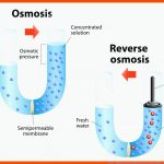 Osmose - Diffusion Von FlÃ¼ssigkeit Durch Eine Semipermeable ... Fuer Diffusion Und Osmose Arbeitsblatt