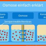 Osmose Einfach ErklÃ¤rt â¢ Ablauf, Beispiele Â· [mit Video] Fuer Diffusion Und Osmose Arbeitsblatt