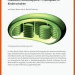 Paulinella Chromatophora Fuer Endosymbiontentheorie Arbeitsblatt