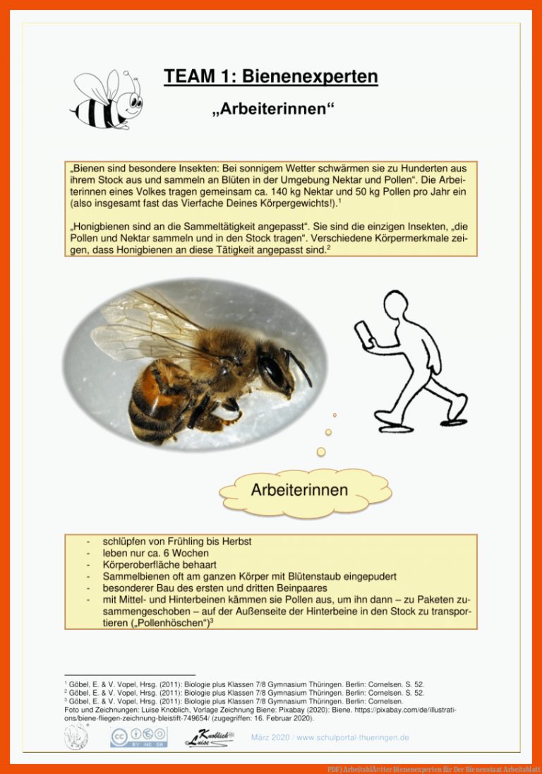 PDF) ArbeitsblÃ¤tter Bienenexperten für der bienenstaat arbeitsblatt