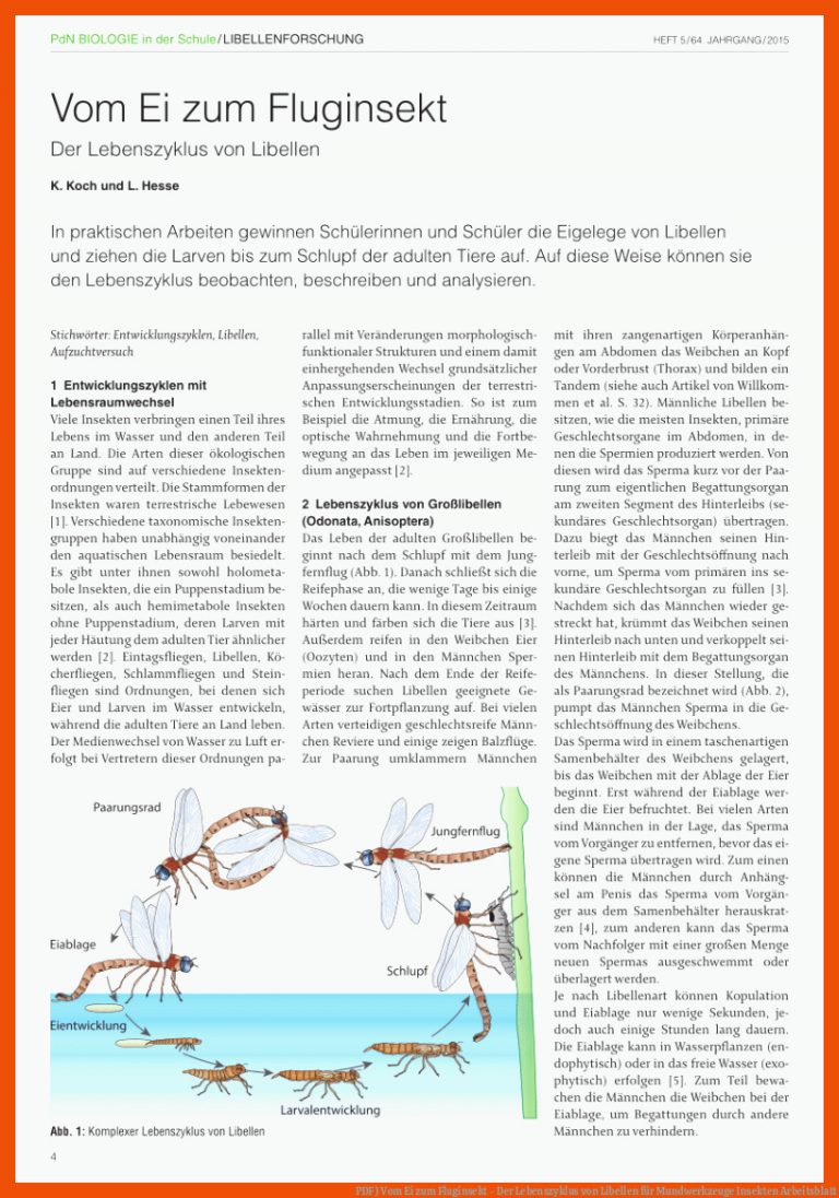 Pdf) Vom Ei Zum Fluginsekt - Der Lebenszyklus Von Libellen Fuer Mundwerkzeuge Insekten Arbeitsblatt