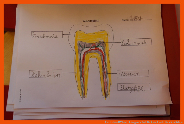 Petrischule HÃ¶xter: Zahngesundheit für zahn beschriften arbeitsblatt