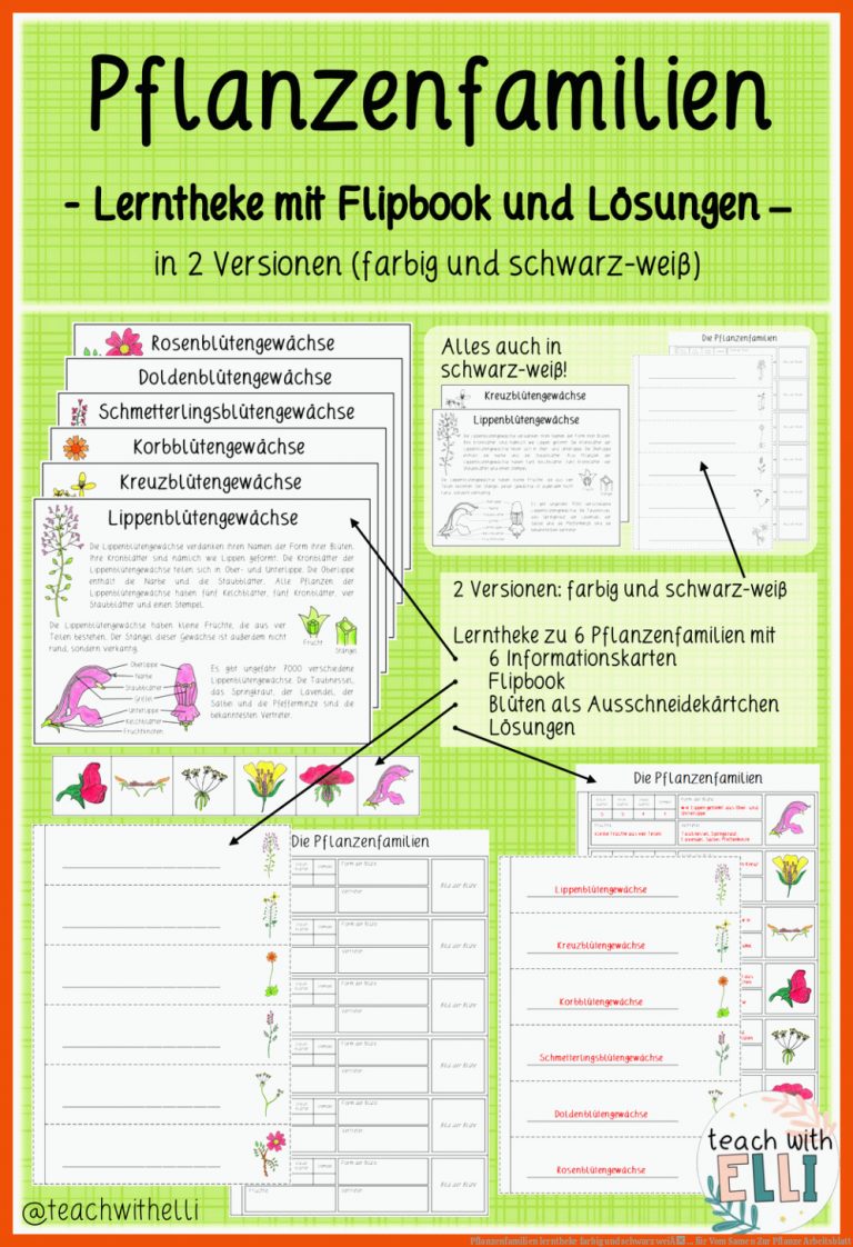 Pflanzenfamilien Lerntheke Farbig Und Schwarz WeiÃ ... Fuer Vom Samen Zur Pflanze Arbeitsblatt