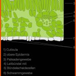Pflanzenorgane Schullv Fuer Aufbau Eines Laubblattes Arbeitsblatt