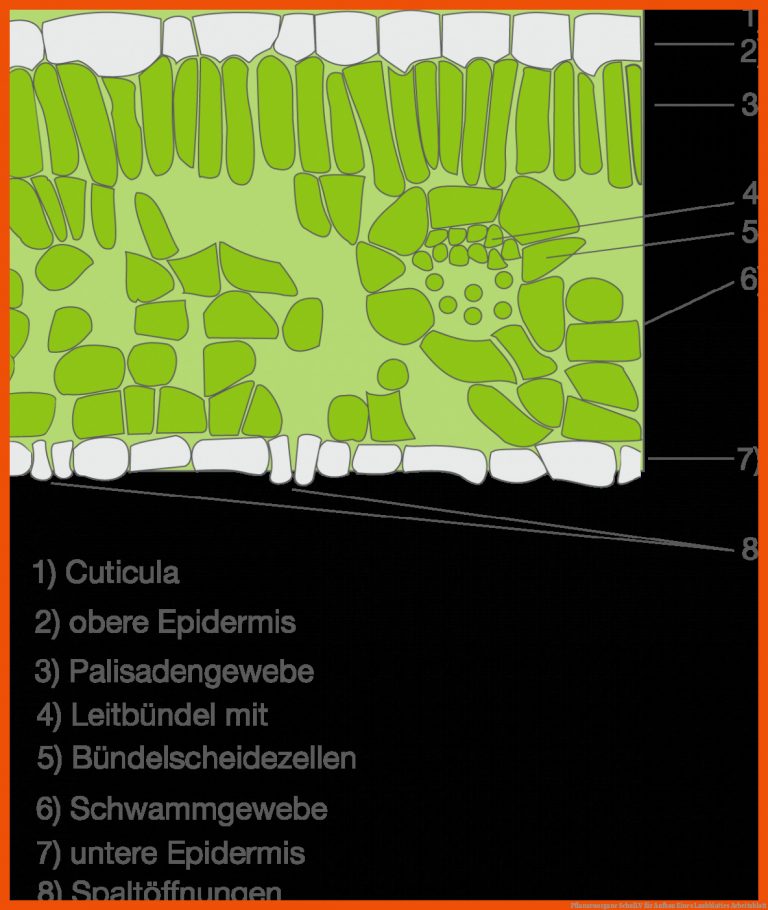 Pflanzenorgane | SchulLV für aufbau eines laubblattes arbeitsblatt