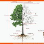 Pflanzenreich :: Baum :: Aufbau Eines Baumes Bild - BildwÃ¶rterbuch Fuer Aufbau Baumstamm Arbeitsblatt