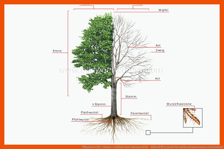 Pflanzenreich :: Baum :: Aufbau eines Baumes Bild - BildwÃ¶rterbuch für aufbau baumstamm arbeitsblatt