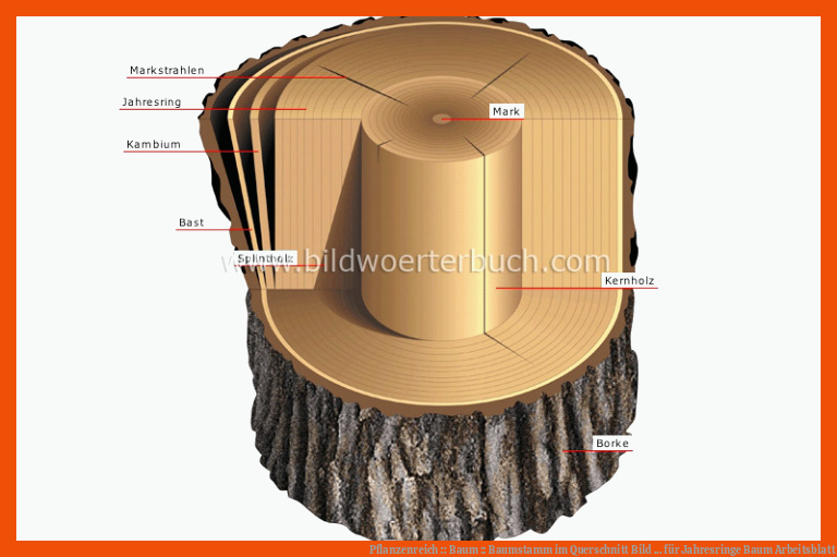 Pflanzenreich :: Baum :: Baumstamm im Querschnitt Bild ... für jahresringe baum arbeitsblatt