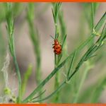 Pflanzenschutz Im Gartenbau Â» Landesbetrieb Landwirtschaft Hessen Fuer Arbeitsblätter Garten Und Landschaftsbau