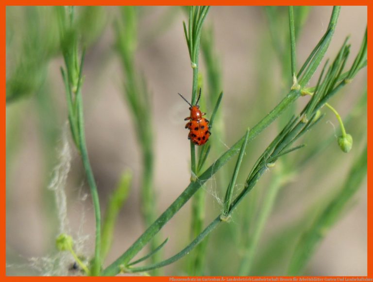 Pflanzenschutz im Gartenbau Â» Landesbetrieb Landwirtschaft Hessen für arbeitsblätter garten und landschaftsbau