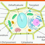 Pflanzenzelle Aufbau & Struktur â Beschriftung & ErklÃ¤rung Fuer Pflanzenzelle Arbeitsblatt