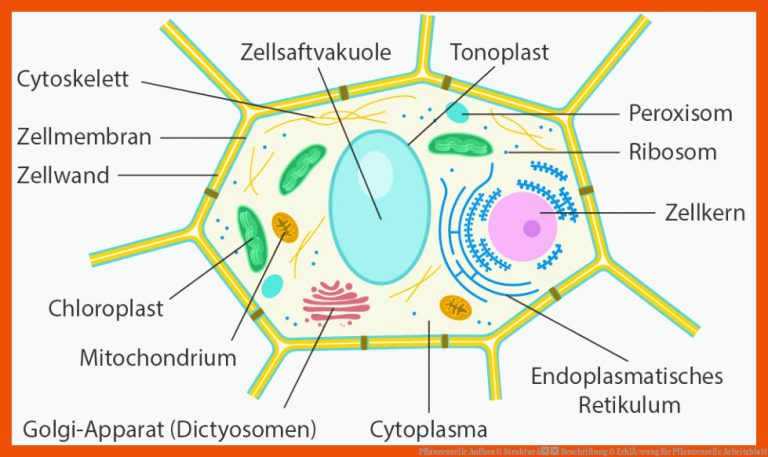 Pflanzenzelle Aufbau & Struktur â Beschriftung & ErklÃ¤rung für pflanzenzelle arbeitsblatt