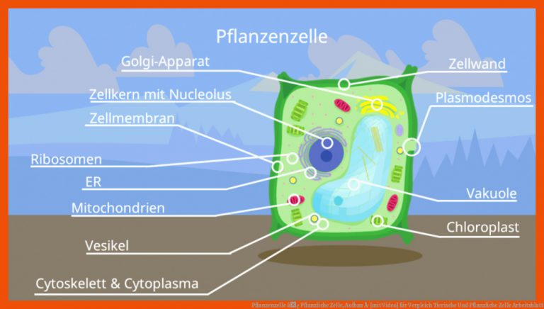 Pflanzenzelle â¢ Pflanzliche Zelle, Aufbau Â· [mit Video] für vergleich tierische und pflanzliche zelle arbeitsblatt