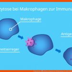Phagozytose â¢ Ablauf, Phagozytose Makrophagen Â· [mit Video] Fuer Ablauf Einer Immunreaktion Arbeitsblatt