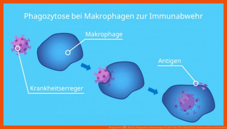 Phagozytose â¢ Ablauf, Phagozytose Makrophagen Â· [mit Video] Fuer Ablauf Einer Immunreaktion Arbeitsblatt