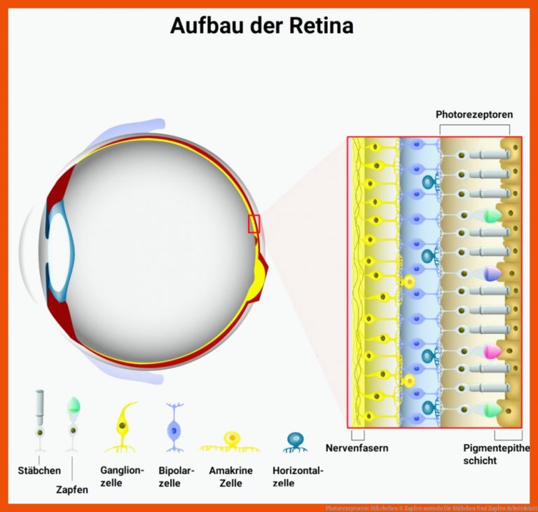 Photorezeptoren: StÃ¤bchen & Zapfen | aumedo für stäbchen und zapfen arbeitsblatt