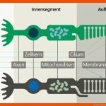 Photorezeptoren (zapfen Und StÃ¤bchen) Fuer Stäbchen Und Zapfen Arbeitsblatt