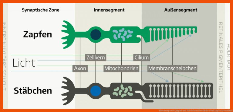 Photorezeptoren (zapfen Und StÃ¤bchen) Fuer Stäbchen Und Zapfen Arbeitsblatt