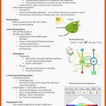 Photosynthese - Aus Anorganischen Rohstoffen Aus Umwelt ... Fuer Spaltöffnungen Arbeitsblatt