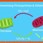Photosynthese â¢ Lichtreaktion, Calvin Zyklus, Einflussfaktoren ... Fuer Fotosynthese Und Zellatmung Arbeitsblatt Lösungen