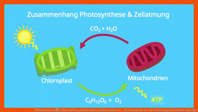 Photosynthese â¢ Lichtreaktion, Calvin Zyklus, Einflussfaktoren ... Fuer Fotosynthese Und Zellatmung Arbeitsblatt Lösungen