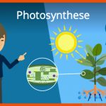 Photosynthese Fuer Abhängigkeit Der Fotosynthese Von Außenfaktoren Arbeitsblatt