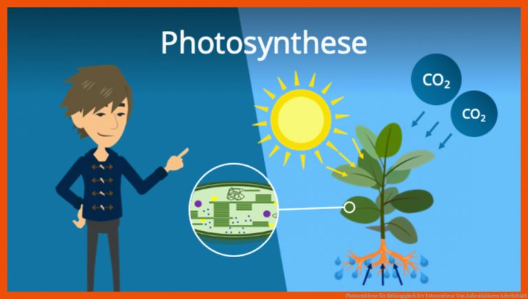 Photosynthese für abhängigkeit der fotosynthese von außenfaktoren arbeitsblatt
