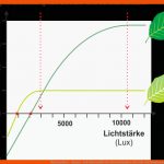 Photosynthese - sonnen- Und SchattenblÃ¤tter Fuer Fotosynthese Bei Licht Und Schatten Arbeitsblatt Lösung