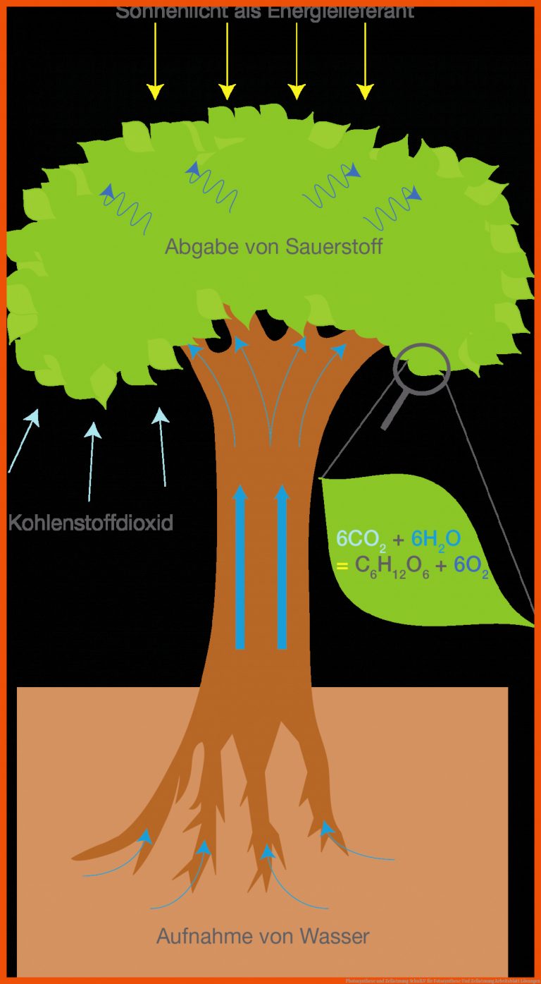 Photosynthese Und Zellatmung Schullv Fuer Fotosynthese Und Zellatmung Arbeitsblatt Lösungen