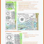 Physologie Zsf - Zusammenfassung Biologie Der Nutzpflanzen Und ... Fuer Wassertransport Pflanze Arbeitsblatt