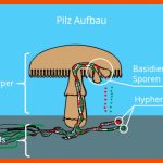 Pilze â¢ Einfach ErklÃ¤rt: Was Sind Pilze? Â· [mit Video] Fuer fortpflanzung Pilze Arbeitsblatt