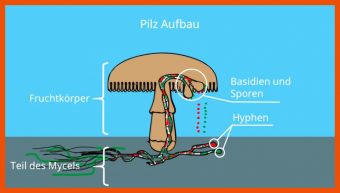 Fortpflanzung Pilze Arbeitsblatt