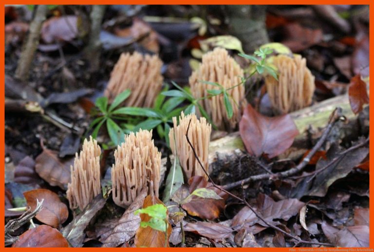 Pilze - UniversitÃ¤t Ulm für fortpflanzung pilze arbeitsblatt